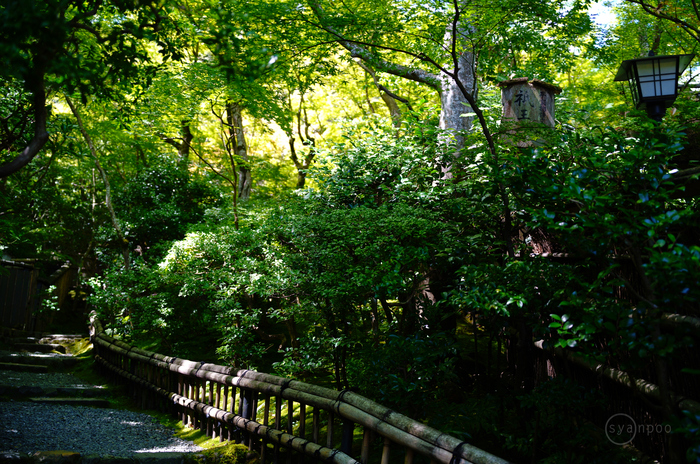 シグマ SIGMA 28-105mm F2.8 DG DN | Art レビュー (2) ／ 京都